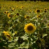 Field Of Sunflowers